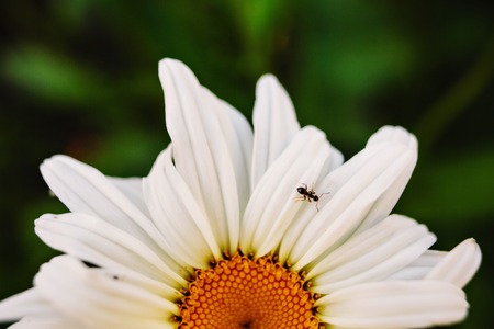 Beautiful flower garden with a blurred background. Summer timeの写真素材
