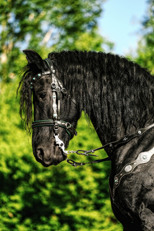 portrait of black Friesian horse in summer, autumn in the fieldの写真素材