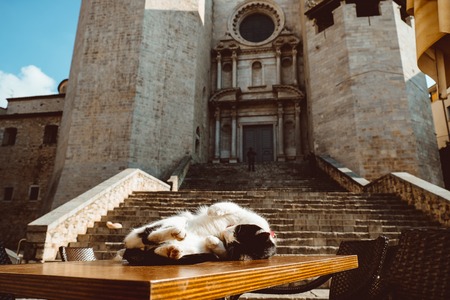 cat lying on the table in front of the Church. Collegiate Church of Sant Feliu in Girona, Catalonia, Spainの写真素材