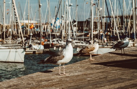 Port Vell and rambla del mar, Barcelona, Spaiinの写真素材