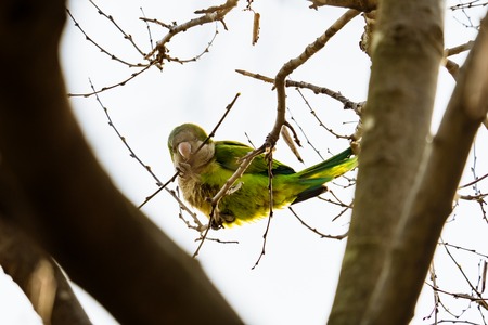 Beautiful green parrot named Monk parakeet sitting on the tree branch in Barcelona - Spainの写真素材