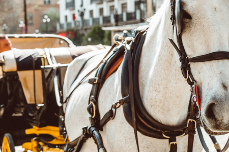 Horse carriage in Seville, the Giralda cathedral in the background, Andalusia, Spain 2019の写真素材
