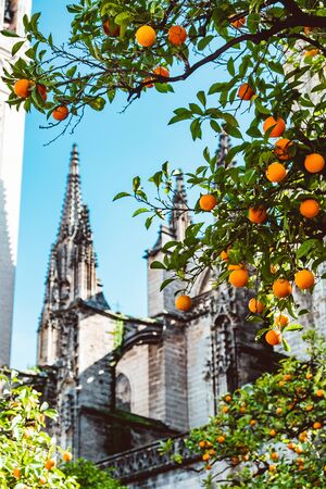 Spain, Andalusia, Seville, the Cathedral bell tower seen from the orange tree courtyard. 2019 Februaryのeditorial素材