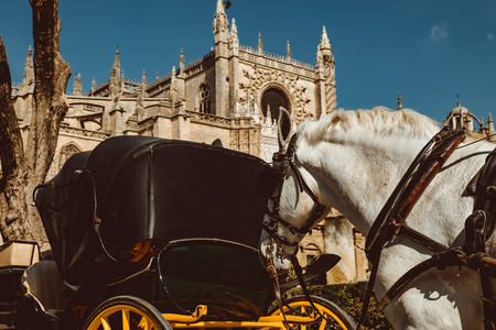 Horse carriage in Seville, the Giralda cathedral in the background, Andalusia, Spain 2019の写真素材