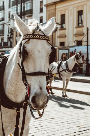 Horse carriage in Seville, the Giralda cathedral in the background, Andalusia, Spain 2019のeditorial素材
