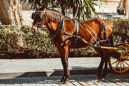 Horse carriage in Seville, the Giralda cathedral in the background, Andalusia, Spain 2019 Februaryのeditorial素材