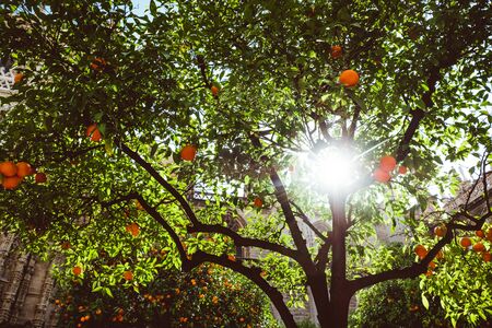 Spain, Andalusia, Seville, the Cathedral bell tower seen from the orange tree courtyard. 2019 Februaryのeditorial素材