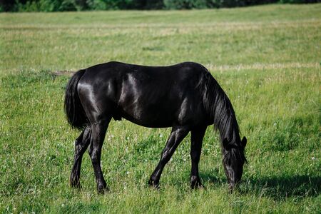 Black horse in pasture grazing and looking towards cameraの写真素材
