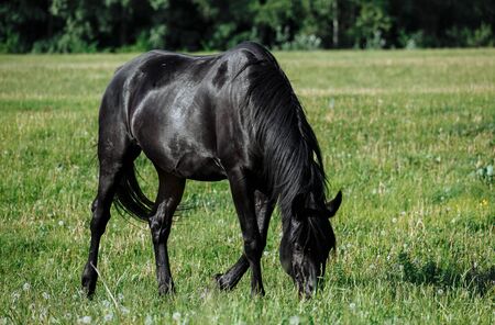 Black horse in green field grazing and looking towards cameraの写真素材