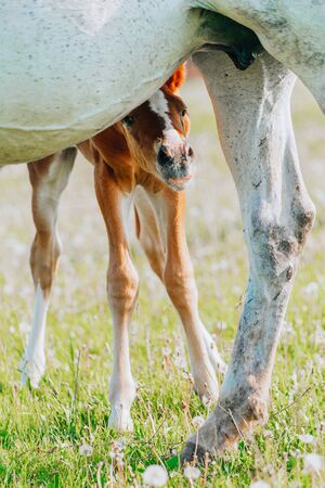 foal and mare horses white and brown in the meadow in summer timeの写真素材