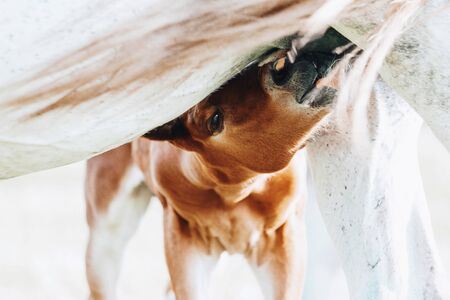 a young cute brown foal is drinking milk at the mother's udderの写真素材