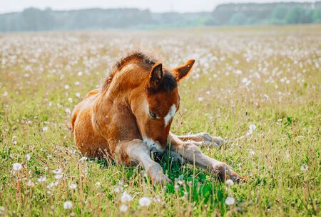 Little foal having a rest in the green grass with flowersの写真素材
