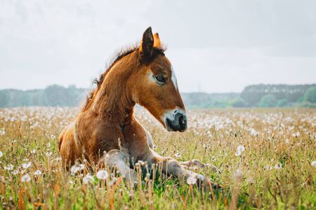 Little foal having a rest in the green grass with flowersの写真素材