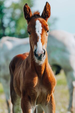 Closeup photo of a beautiful gray mare with her beautiful newbor foal at rural animal farmの写真素材
