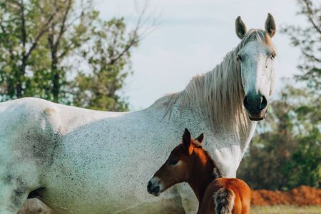 foal and mare horses white and brown in the meadow in summer timeの写真素材