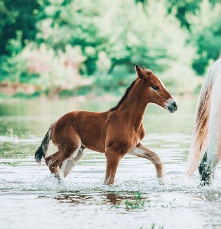 Foal at the watering a small lake at the summer timeの写真素材