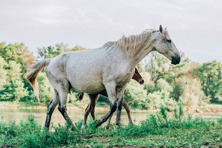 horse and foal came to the river to drink waterの写真素材