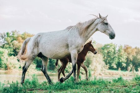foal and mare horses white and brown in the meadow in summer timeの写真素材