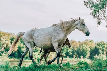 Beautiful bay horse running on the summer fieldの写真素材