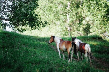 Two pinto horse communicated in spring fieldの写真素材