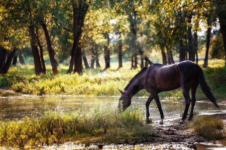 Brown horse drinking water in a lake. Summer landscapeの写真素材