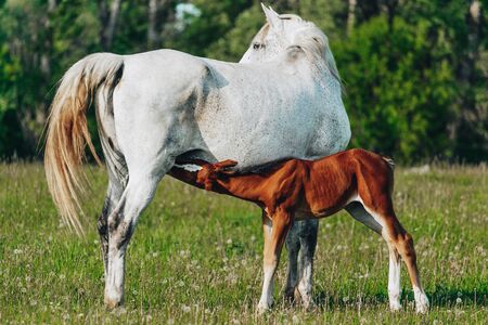 a young cute brown foal is drinking milk at the mother's udderの写真素材