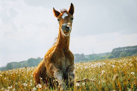 Little foal having a rest in the green grass with flowersの写真素材