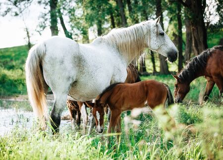 foal and mare horses white and brown in the meadow in summer timeの写真素材