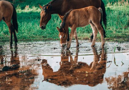 horse and foal came to the river to drink waterの写真素材