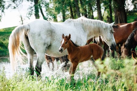 horse and foal came to the river to drink waterの写真素材