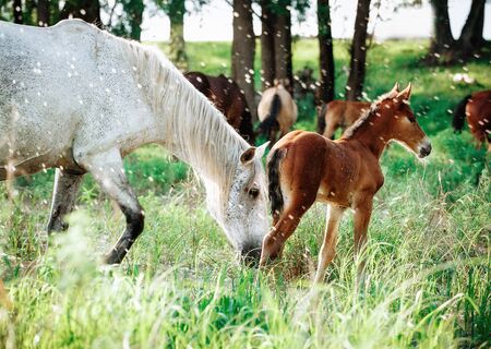foal and mare horses white and brown in the meadow in summer timeの写真素材