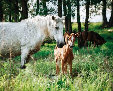 foal and mare horses white and brown in the meadow in summer timeの写真素材
