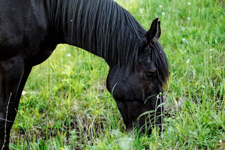 Black horse in green field grazing and looking towards cameraの写真素材