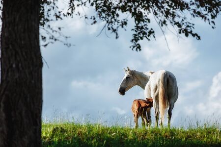 a young cute brown foal is drinking milk at the mother's udderの写真素材