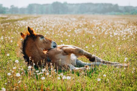 Little foal having a rest in the green grass with flowersの写真素材