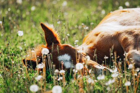 Little foal having a rest in the green grass with flowersの写真素材