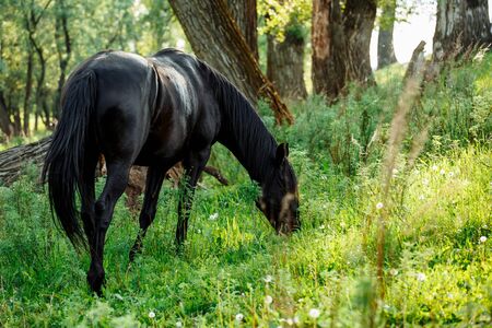 Black horse in green field grazing and looking towards cameraの写真素材