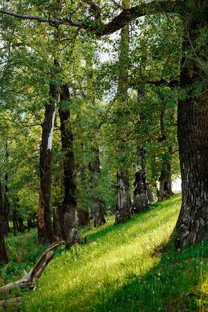 Sunlight in the green forest, spring timeの写真素材