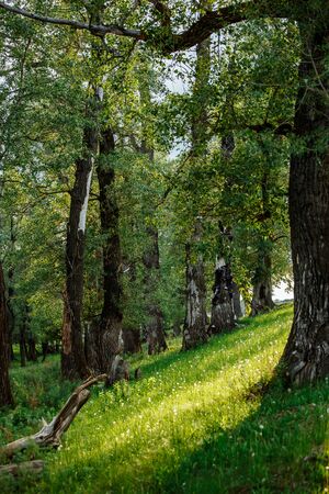 Sunlight in the green forest, spring timeの写真素材