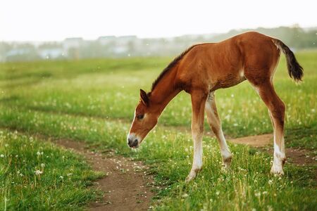 young foal standing in a blooming field of yellow wild flowersの写真素材