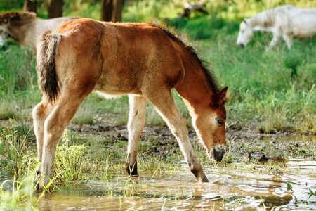 Foal at the watering a small lake at the summer timeの写真素材