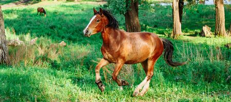 Beautiful bay horse running on the summer fieldの写真素材