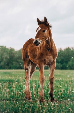 young foal standing in a blooming field of yellow wild flowersの写真素材