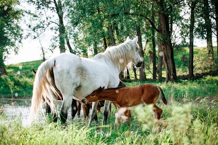 horse and foal came to the river to drink waterの写真素材