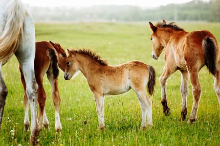 Two brown foals graze in the pasture. In the summer day on the green field.の写真素材