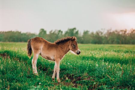 Brown shetland pony foal in a green meadowの写真素材