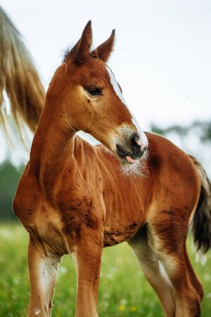 Closeup photo of a beautiful gray mare with her beautiful newbor foal at rural animal farmの写真素材
