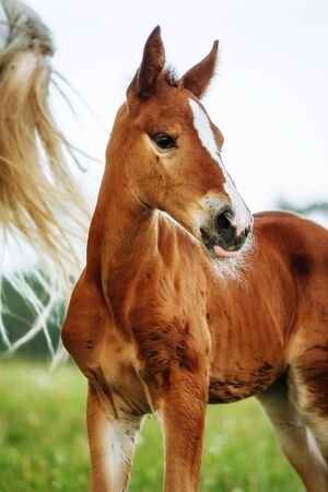 Closeup photo of a beautiful gray mare with her beautiful newbor foal at rural animal farmの写真素材