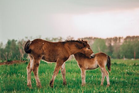 Two brown foals graze in the pasture. In the summer day on the green field.の写真素材