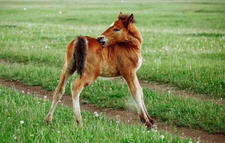 Two foals playing together on the maedow. Summer timeの写真素材